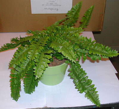 Kunstig plante i potte